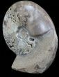 Polished Shloenbacchia Ammonite With Stone Base #35311-1